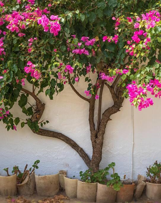 Holiday home Ranchito De Alhucemas,piscina Privada Y Barbacoa *